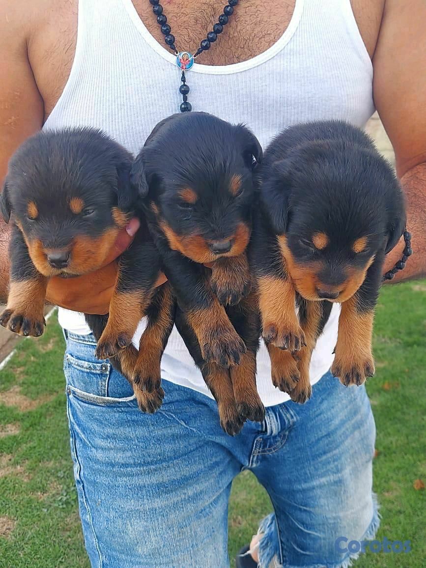 animales y mascotas - Rottweiler  2