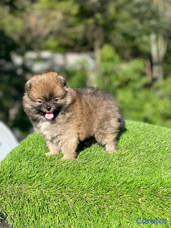 animales y mascotas - Hermosos cachorritos de pomerania mini  4
