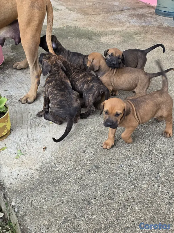 animales y mascotas - Fila brasileño  12