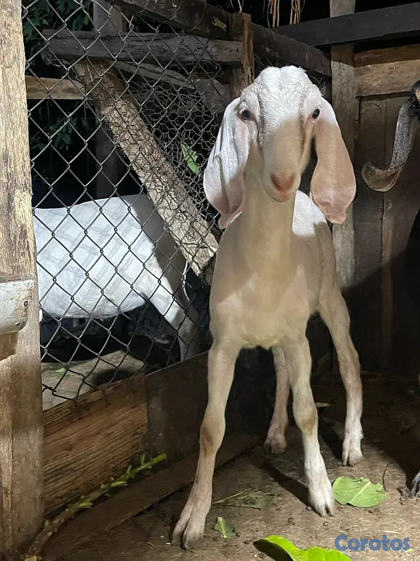 animales y mascotas - se venden pareja de chivos  8