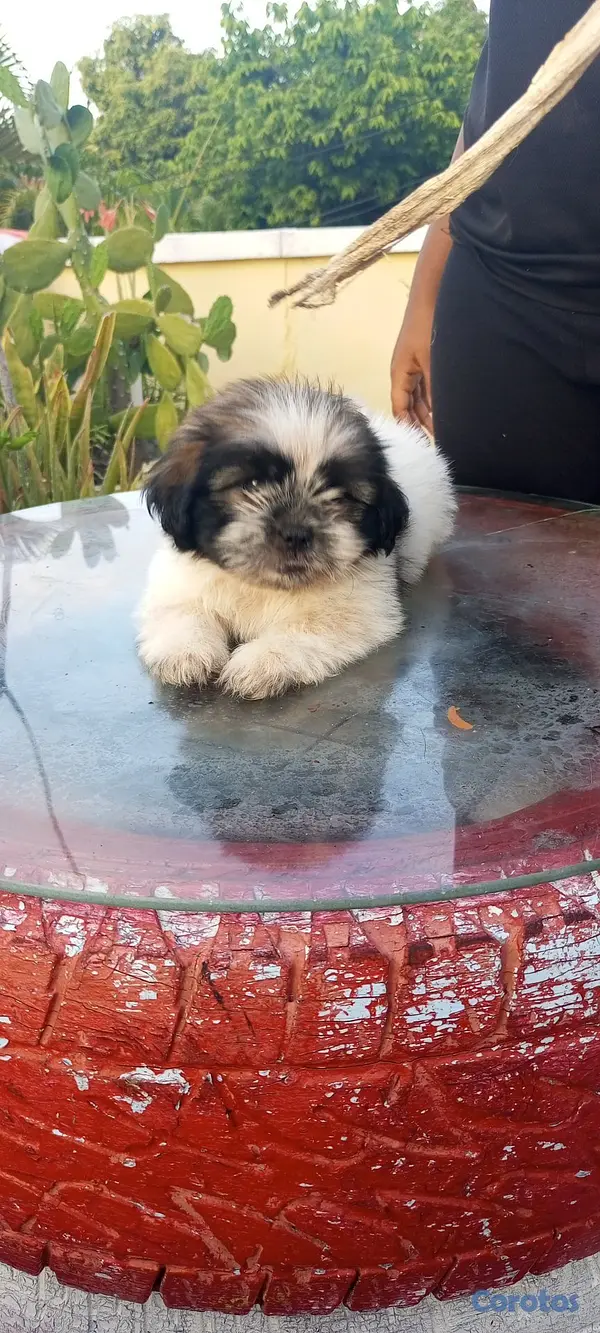 animales y mascotas - Cachorros de Shipoo 7