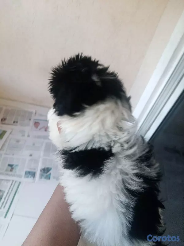 animales y mascotas - Hermosa Cachorrita Shipoo  3