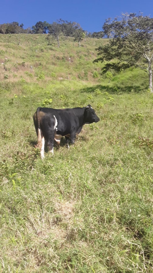 animales y mascotas - Toro Padrote raza Holstein 