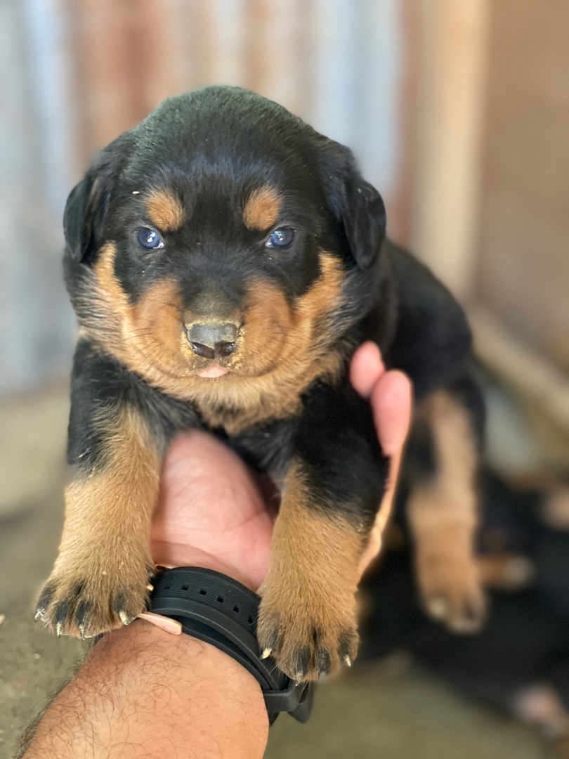 animales y mascotas - Cachorros Rottweiler Americano 
