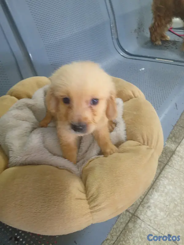 animales y mascotas - Golden Retrivers  2