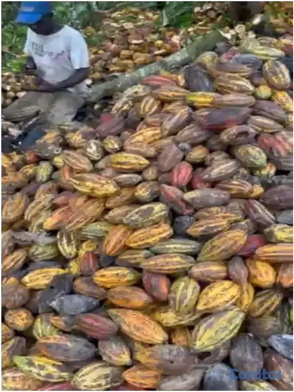 solares y terrenos - Vendo Finca de 3,700 tareas CON PROYECTO CACAO EN  2