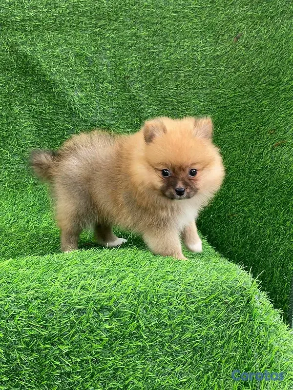 animales y mascotas - Hermosos cachorritos de pomerania mini  5
