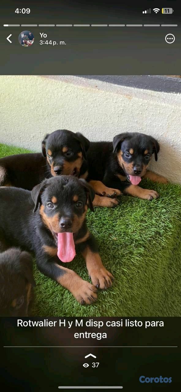 animales y mascotas - Rottweiler  3