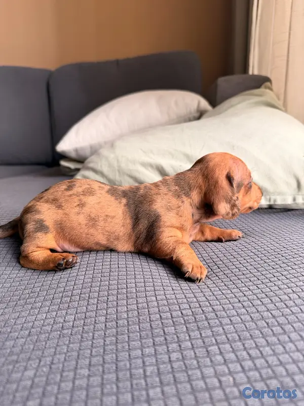 animales y mascotas - Venta Cachorros Salchichas  4