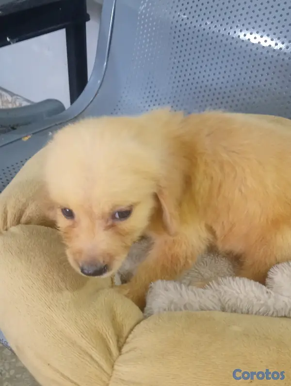 animales y mascotas - Golden Retrivers  3