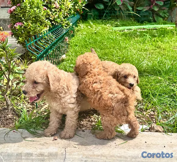 animales y mascotas - poodles toy  3