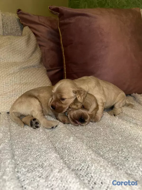 animales y mascotas - cocker spaniels 7