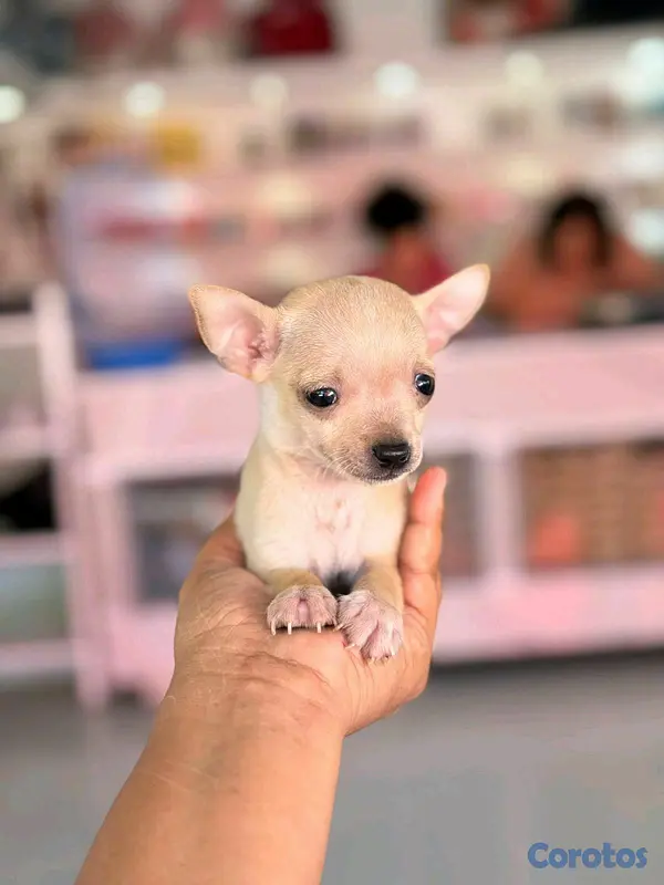 animales y mascotas - hermosos cachorritos de Chihuahua mini 4