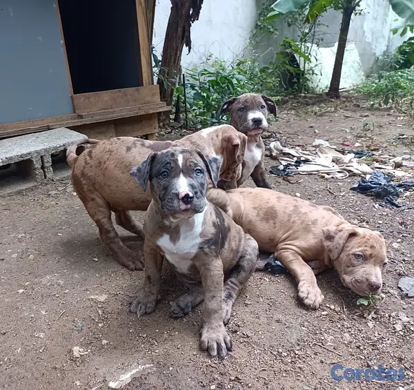 animales y mascotas - Pitbull Merlen  5