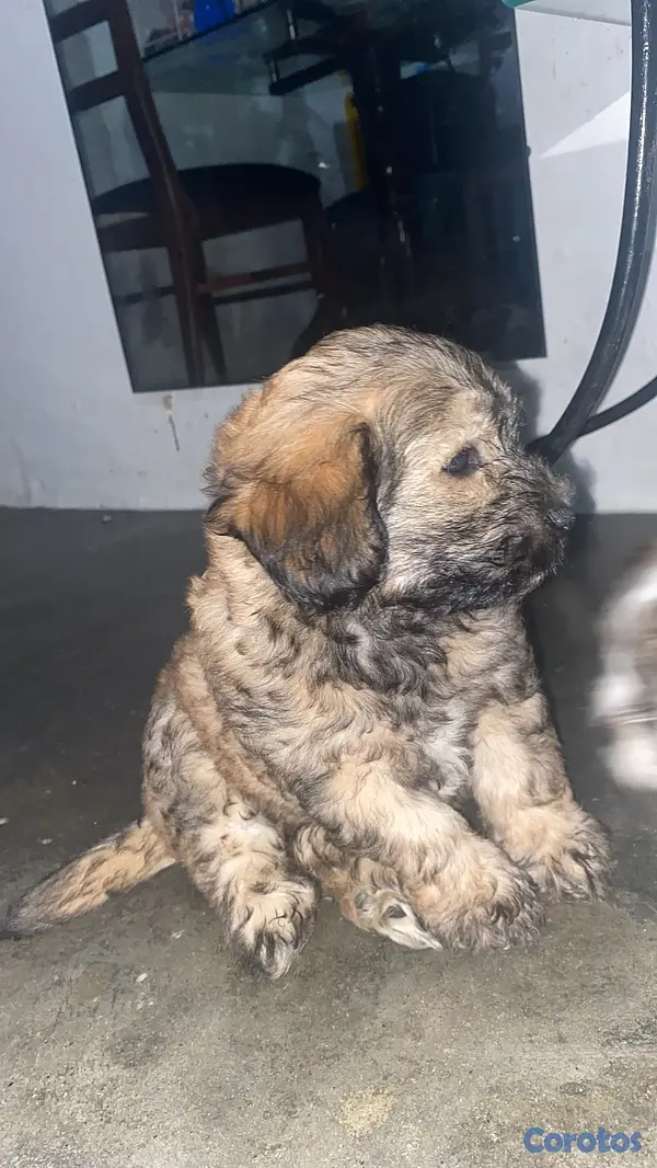 animales y mascotas - vendo cachorros Shitzu con pudulf  4