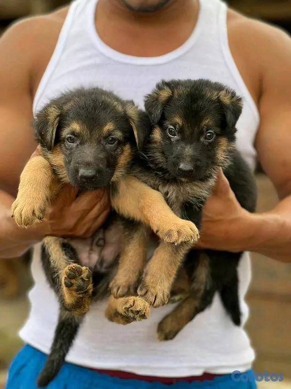 animales y mascotas - hermosos Cachorros de pastor alemán  4