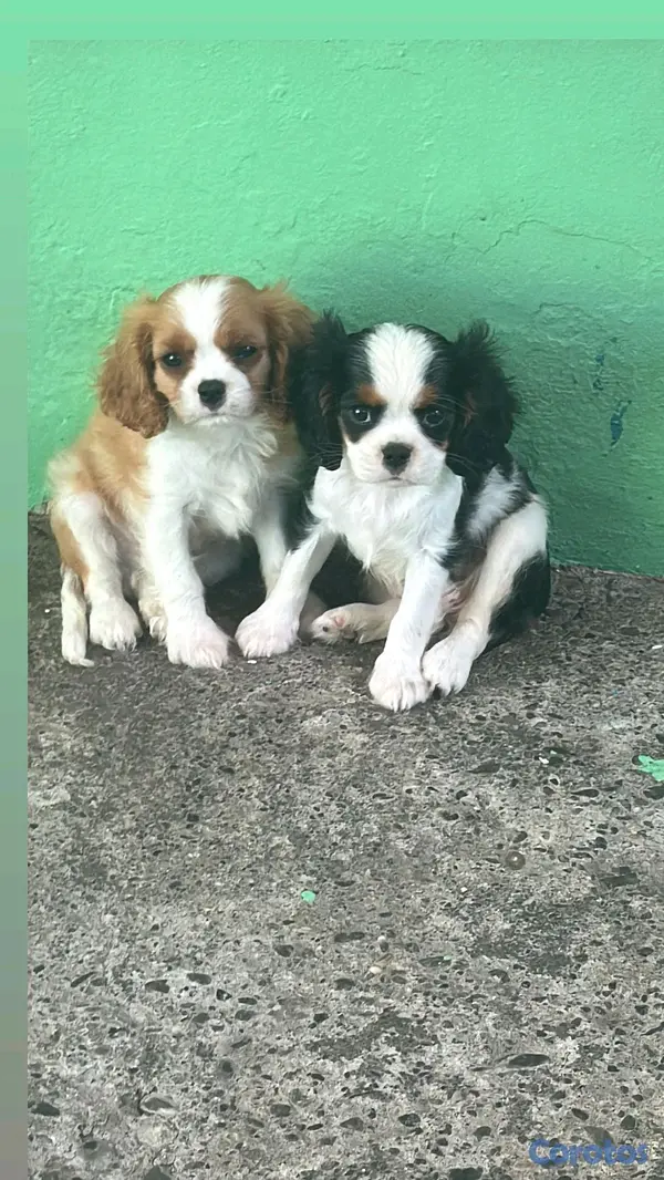 animales y mascotas - hermosos cachorritos de king cavalier  8