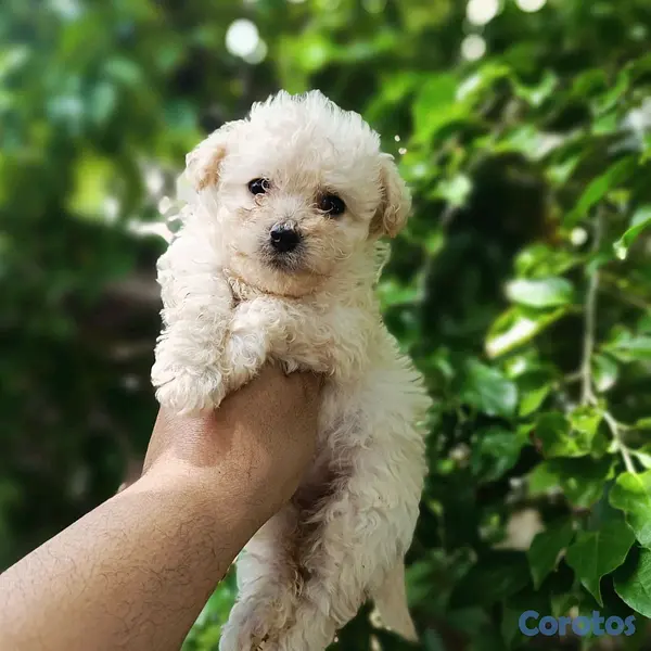 animales y mascotas - poodle toy ambos sexos  3