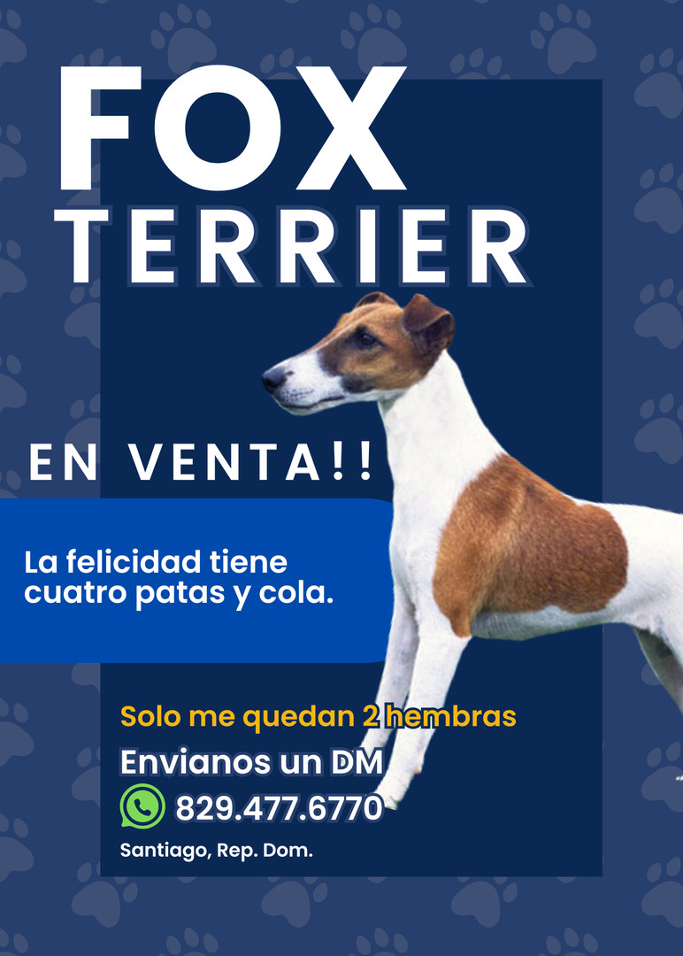 animales y mascotas - Perros Fox Terrier - Cachorros 3
