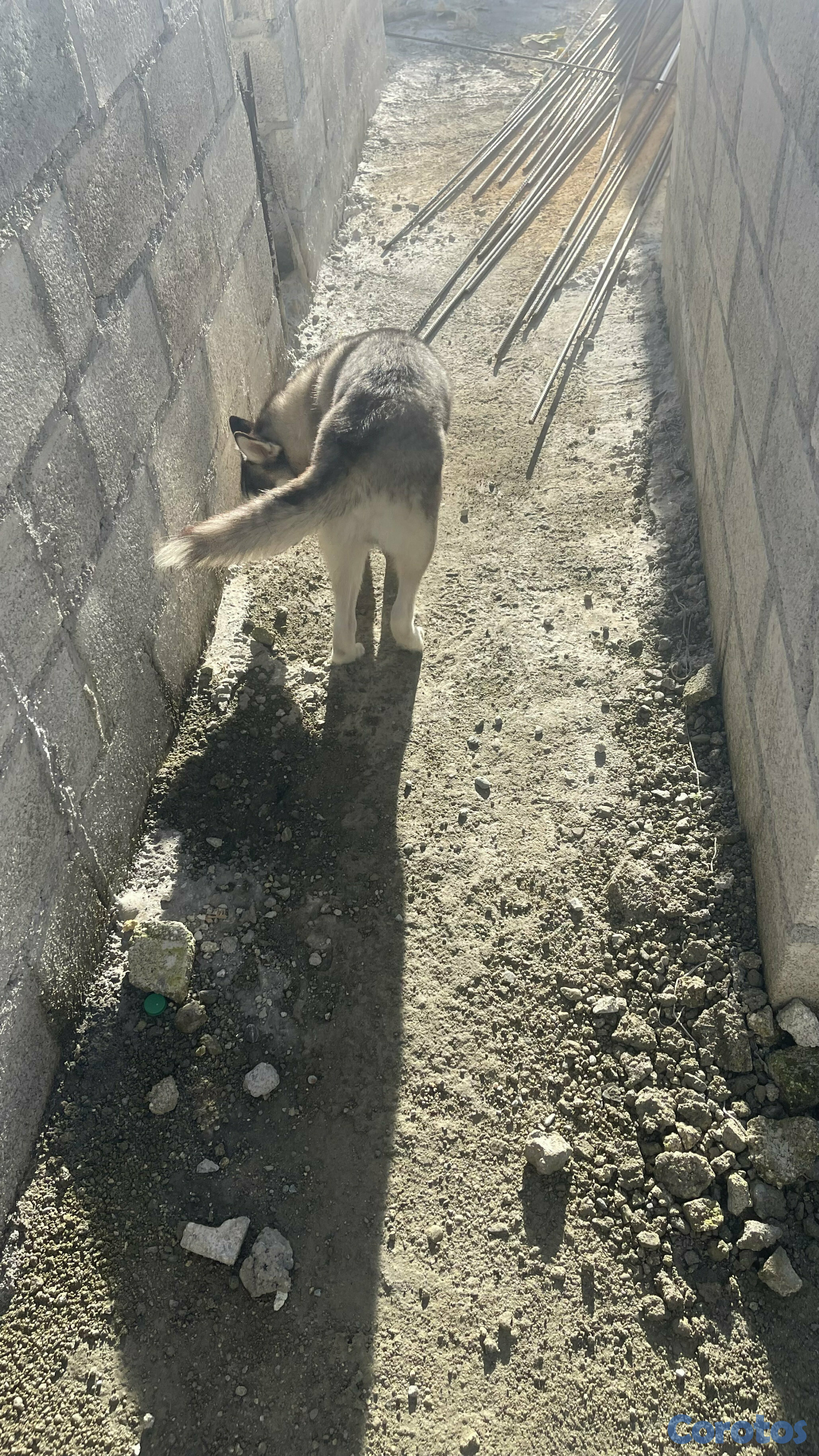animales y mascotas - HUSKY SIBERIANO MACHO 6