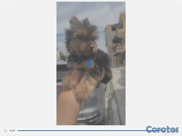 animales y mascotas - yorkie mini en especial  6
