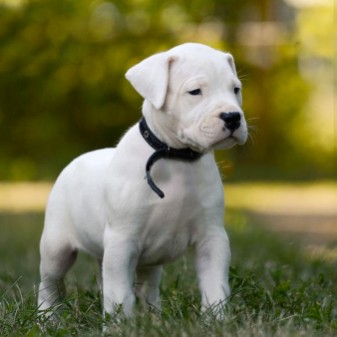 animales y mascotas - 🔥 Dogo Argentino 🔥