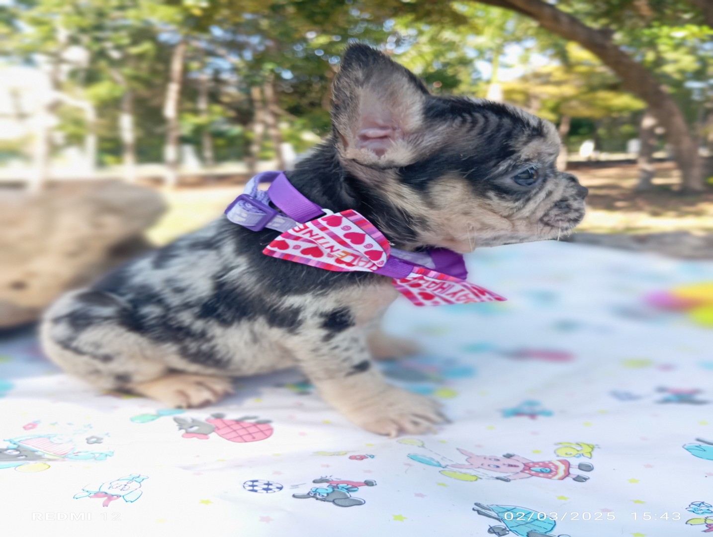 animales y mascotas - bulldog frances merle exotico hembra 2