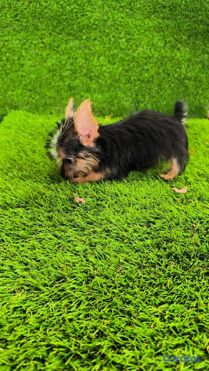 animales y mascotas - Yorki mini machos 2