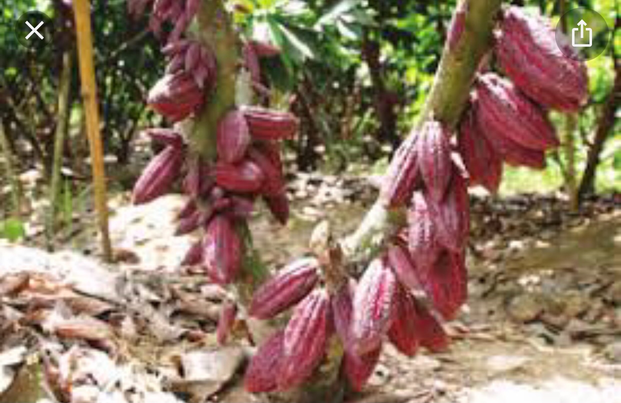 Vendo finca de cacao en producción  2
