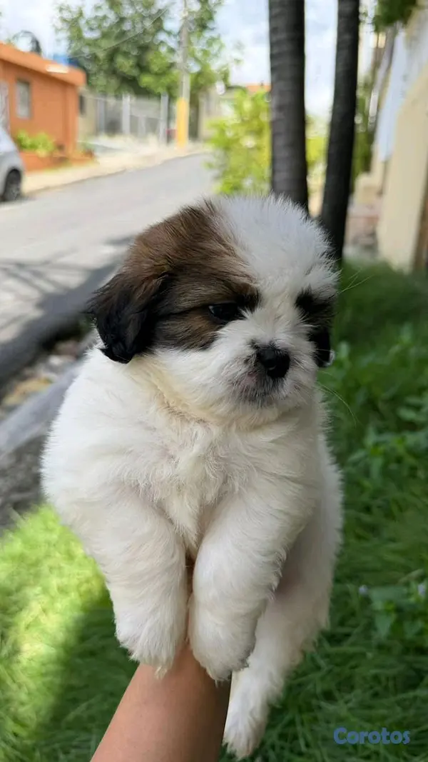 animales y mascotas - shipoo 2