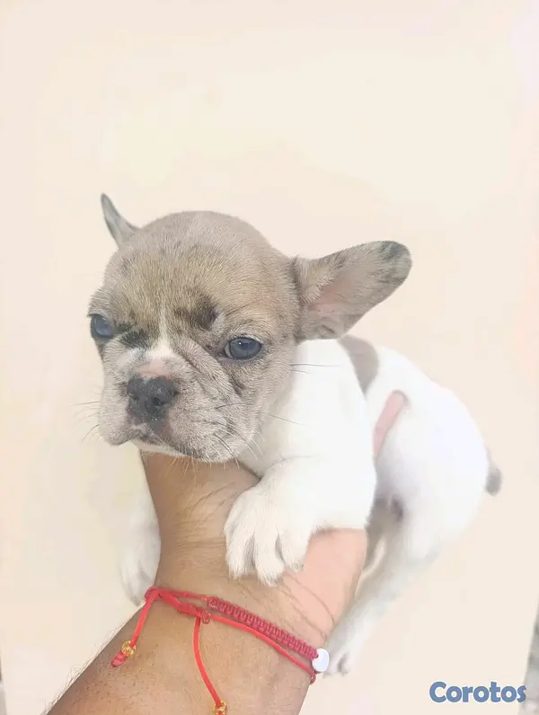 animales y mascotas - bulldog francés  2