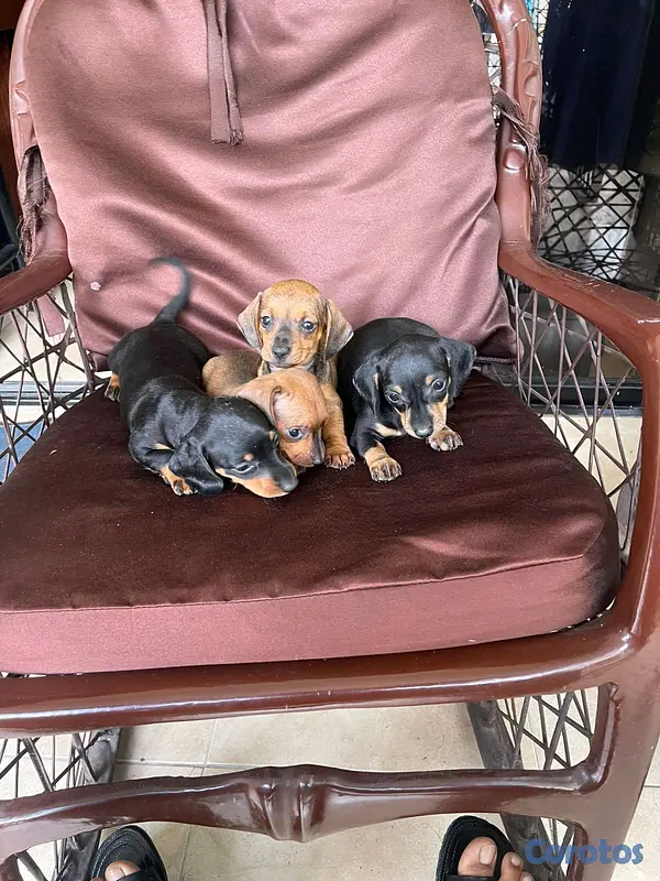 animales y mascotas - salchicha hembras  5