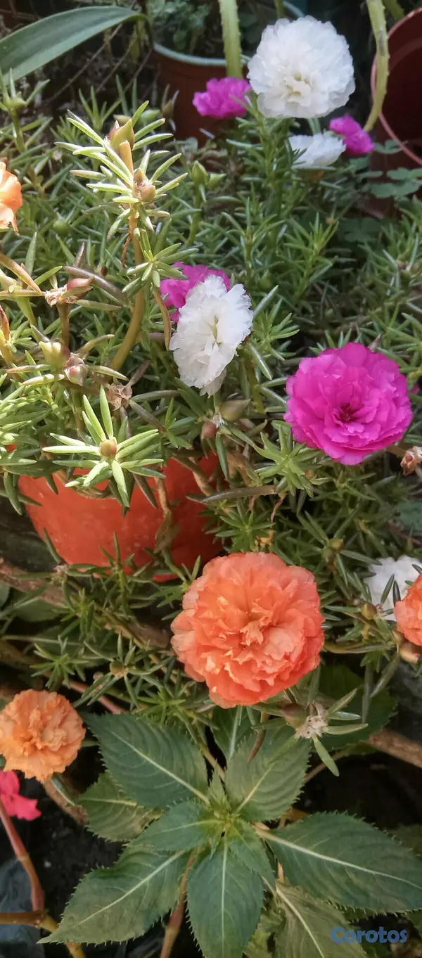 decoración y accesorios - Plantas de sol económicas 2