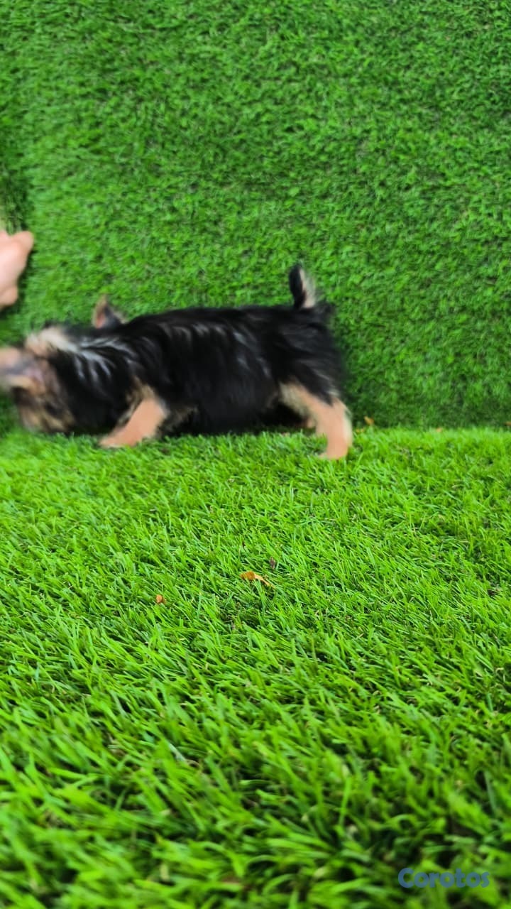 animales y mascotas - Yorki mini machos 3