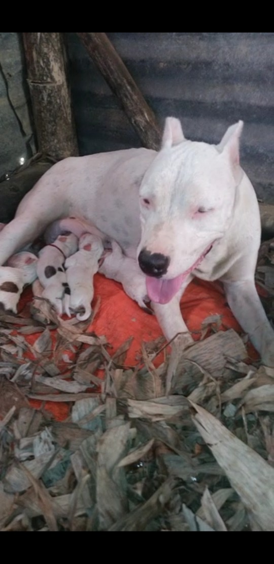 animales y mascotas - Cruce Dogo argentino con pitbull, pura razas 
Padre y madre. Los de las imágenes