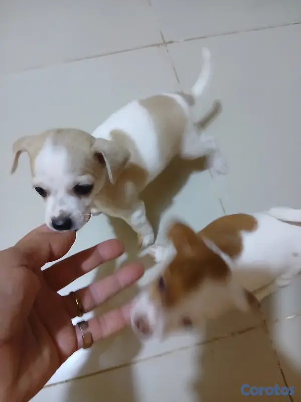 animales y mascotas - Jack Russell Terrier Mini  10