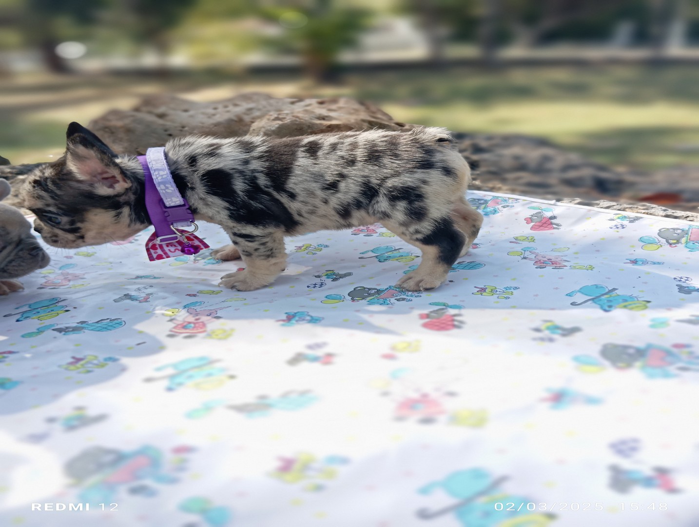 animales y mascotas - bulldog frances merle exotico hembra 1