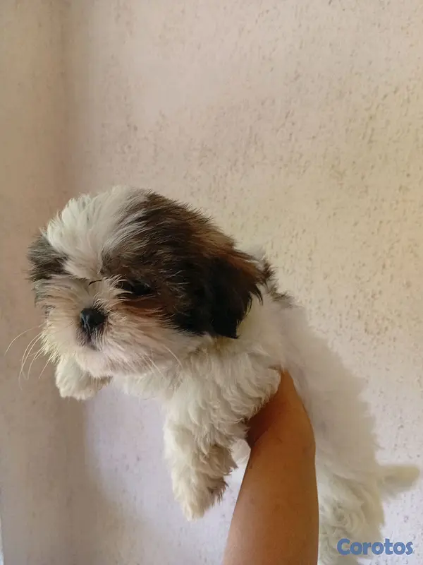 animales y mascotas - Shih Tzu macho🥰 3