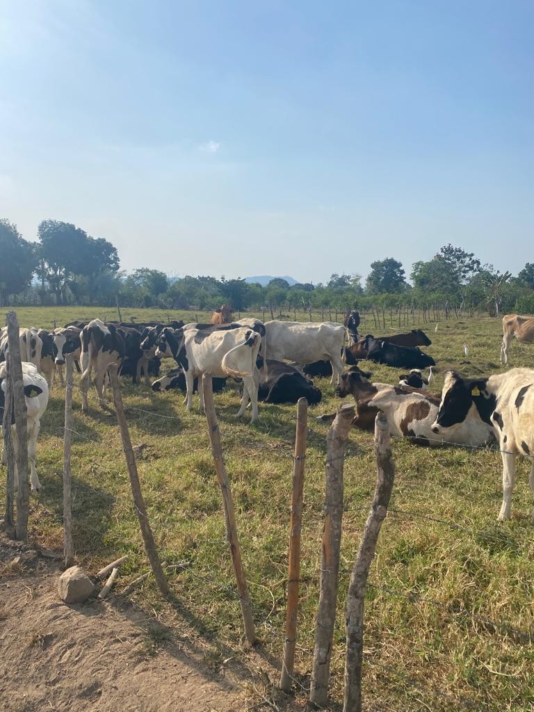 solares y terrenos - Finca 520 tareas en monte plata, en Don Juan 
 5