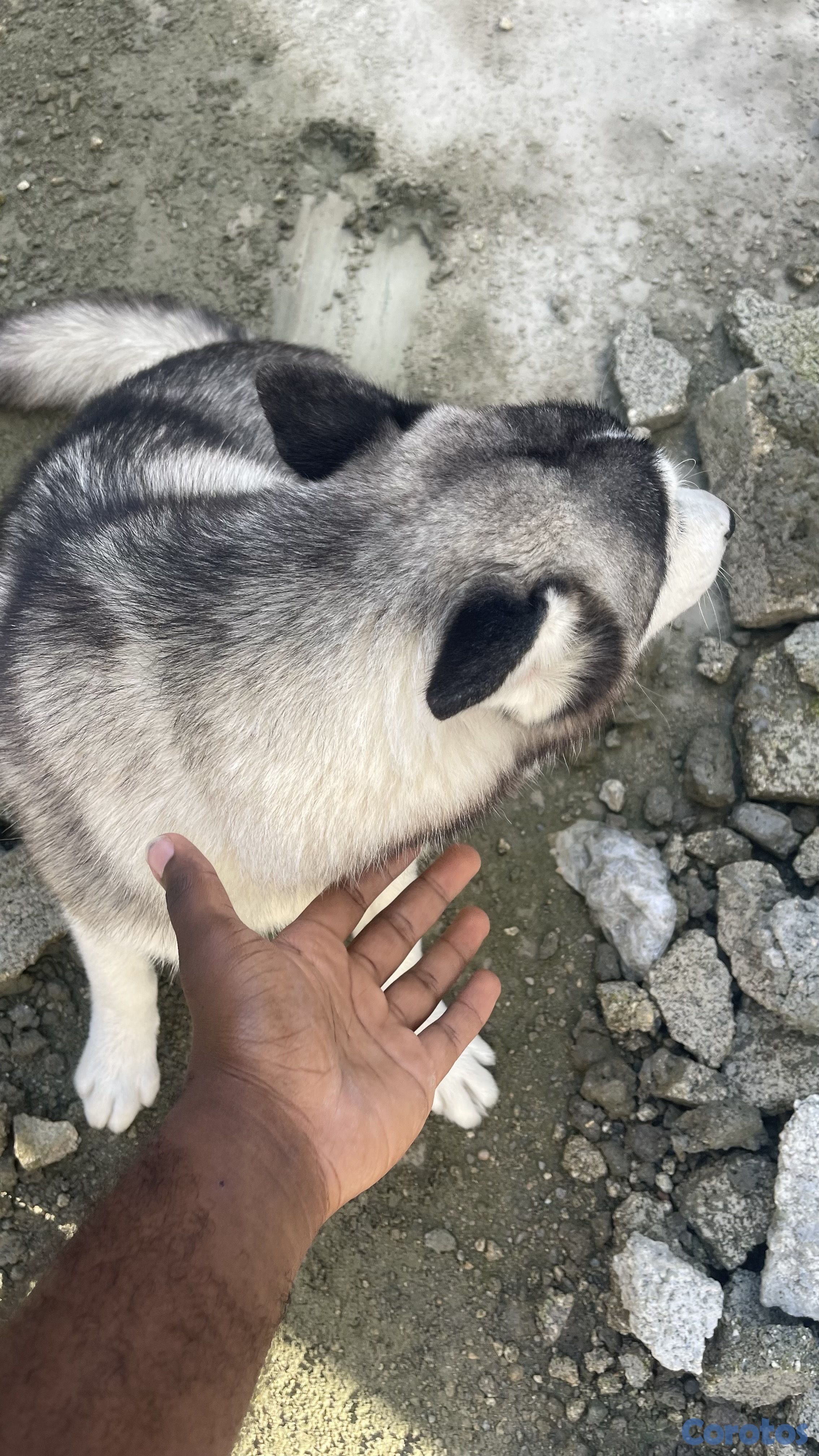 animales y mascotas - HUSKY SIBERIANO MACHO 5