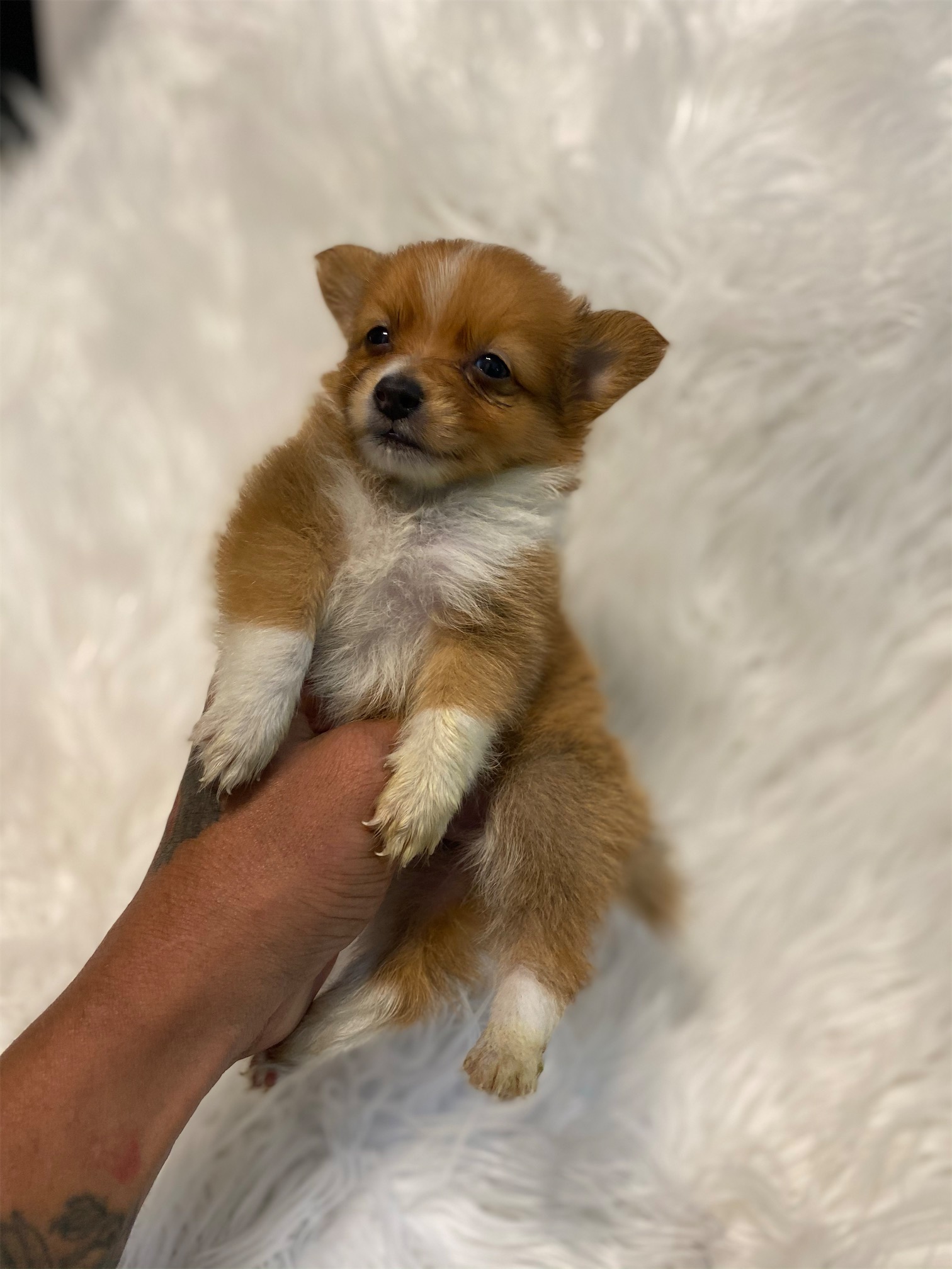 animales y mascotas - Pomerania spit