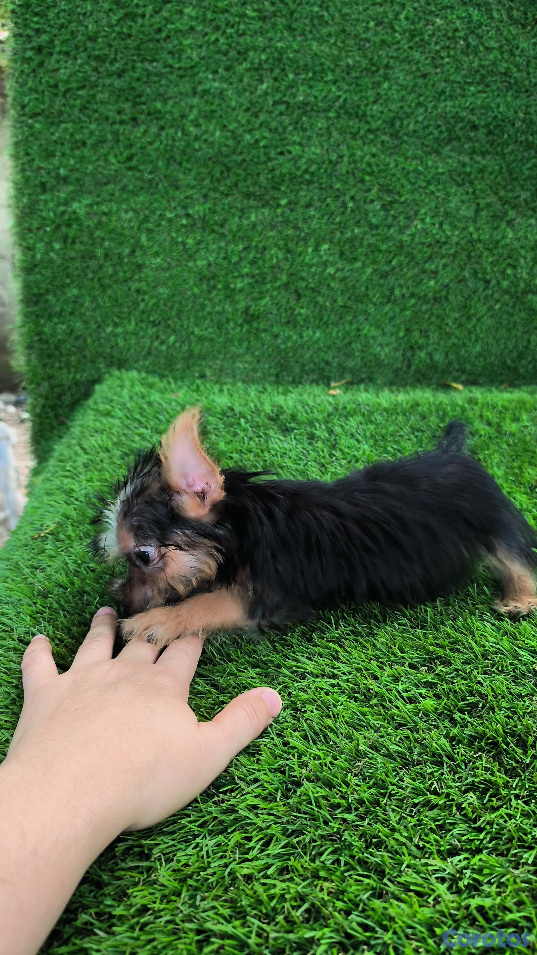 animales y mascotas - Yorki mini machos 4