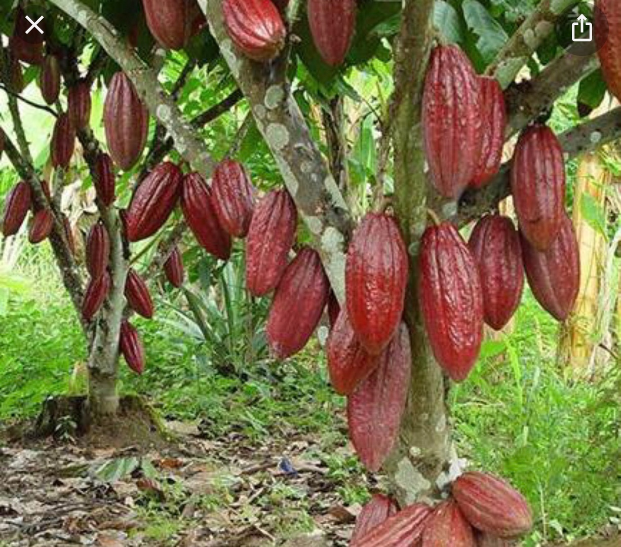 Vendo finca de cacao en producción  4
