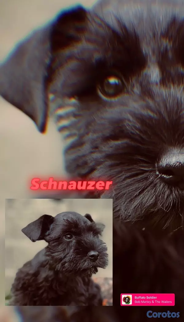 animales y mascotas - schnauzers hembras  2