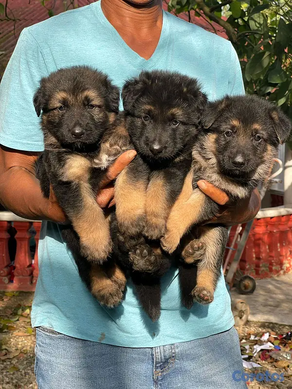 animales y mascotas - hermosos Cachorros de pastor alemán  2