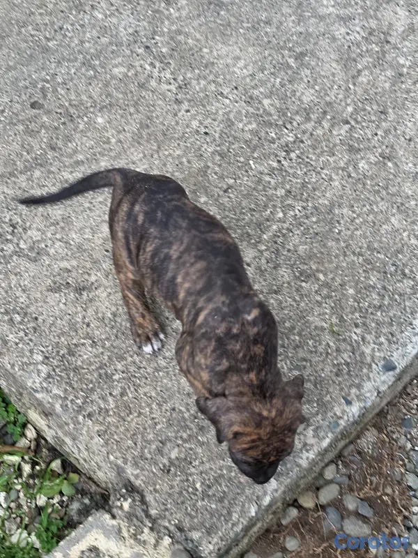 animales y mascotas - Fila brasileño  7