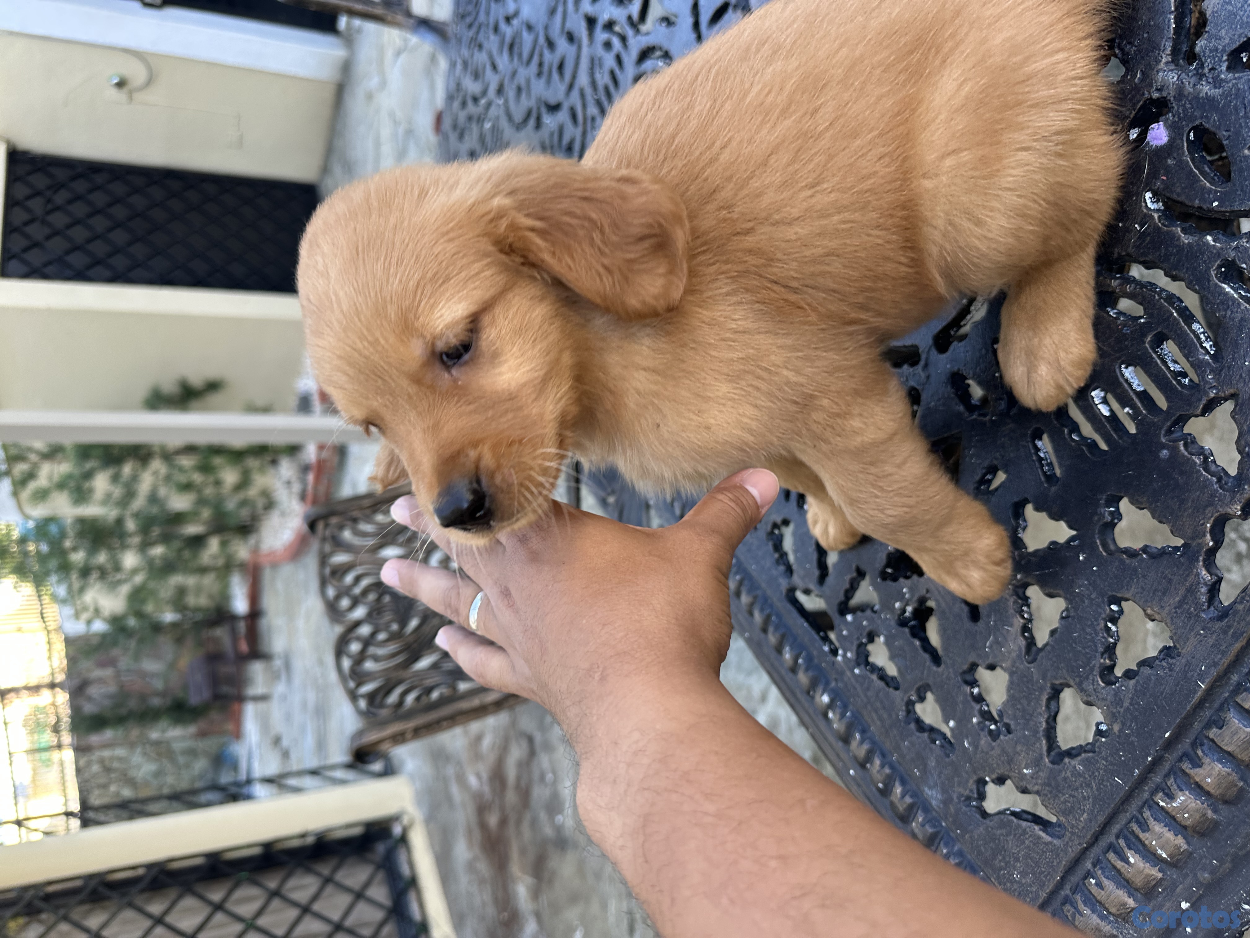 animales y mascotas - Se vende golden retriever 4