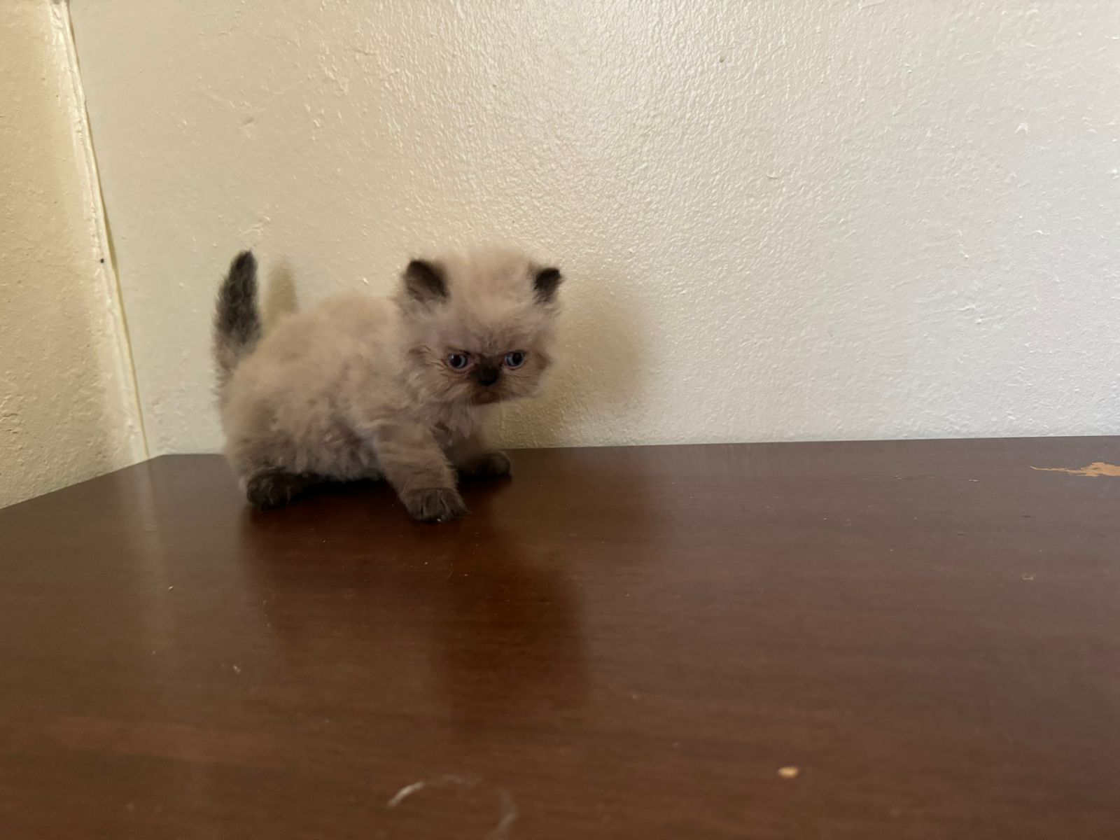 animales y mascotas - OFERTA CACHORRO GATO PERSA MACHO EN SANTO DOMINGO 