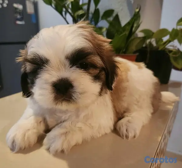 animales y mascotas - Shih tzu ambos sexos 7