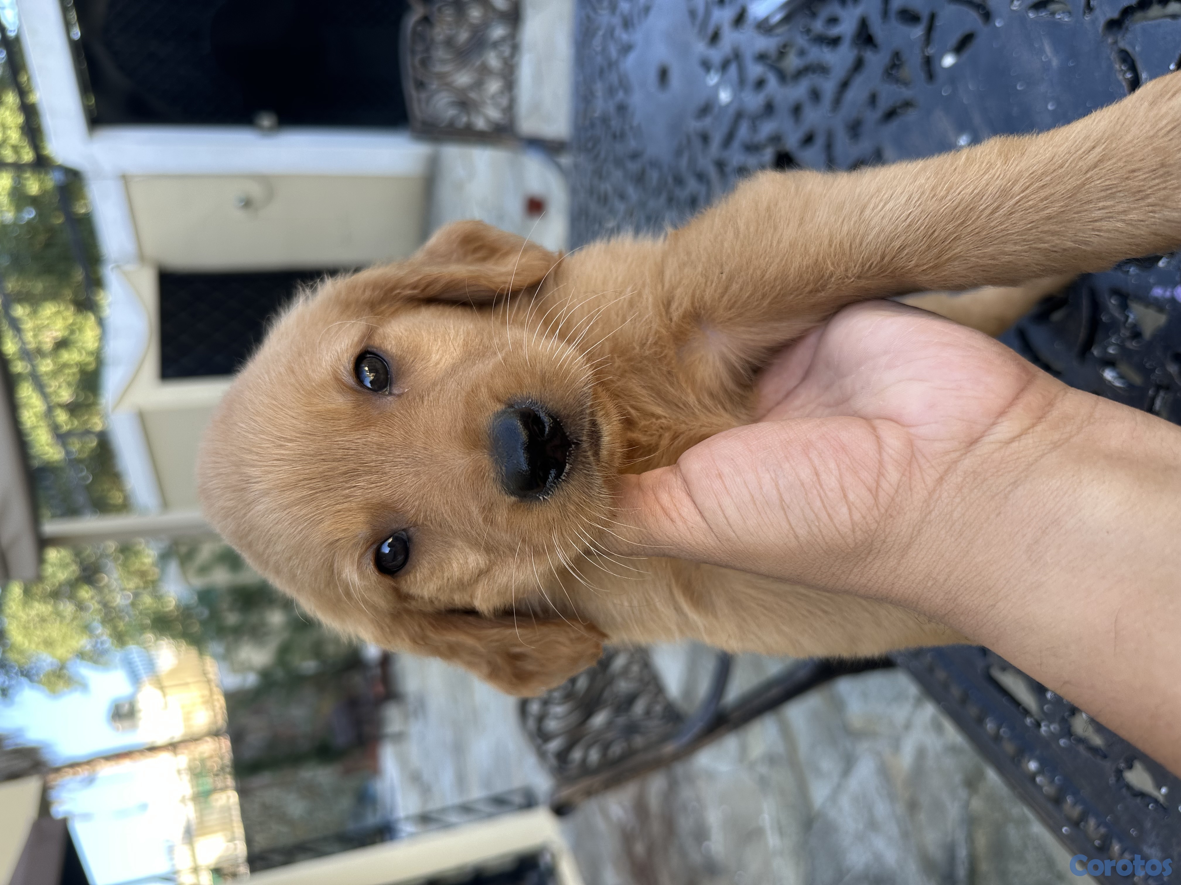 animales y mascotas - Se vende golden retriever 1